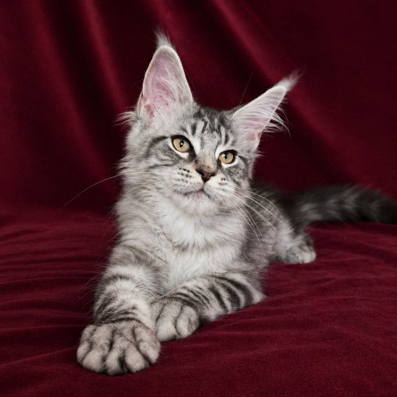 Maine Coon EZ Ivory