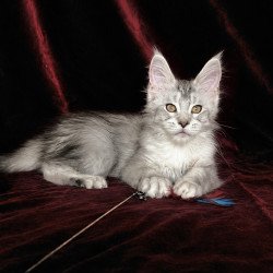 Maine Coon EZ Iverson