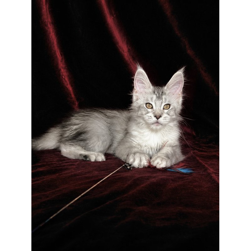 Maine Coon EZ Iverson