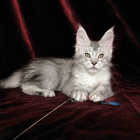 Maine Coon EZ Iverson