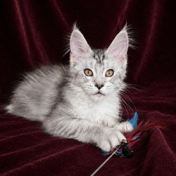 Maine Coon EZ Iverson