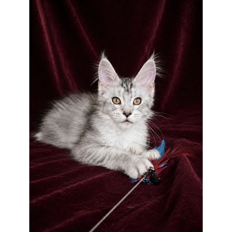 Maine Coon EZ Iverson