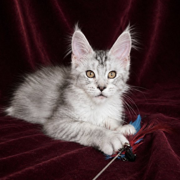 Maine Coon EZ Iverson