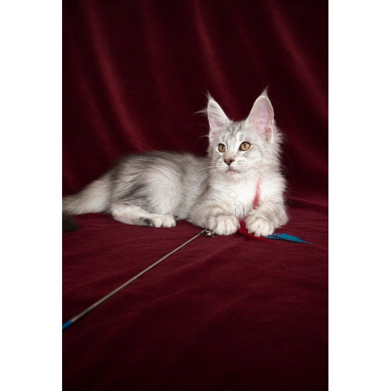 Maine Coon EZ Iverson