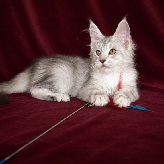 Maine Coon EZ Iverson
