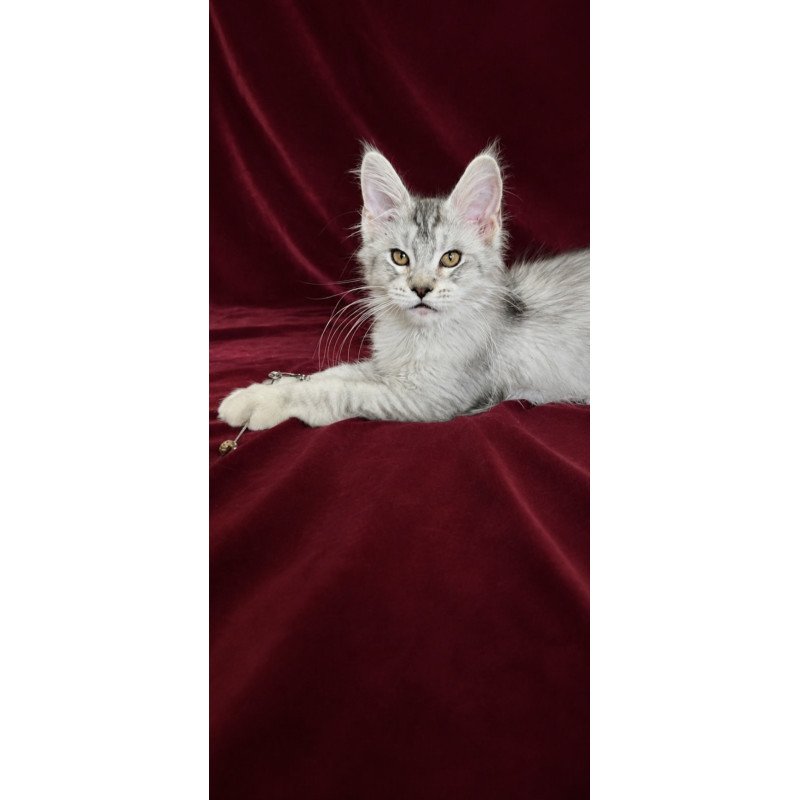 Maine Coon EZ Iverson