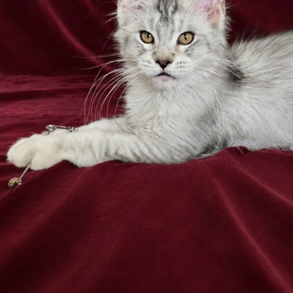 Maine Coon EZ Iverson