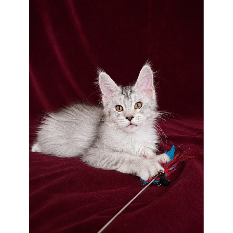 Maine Coon EZ Iverson