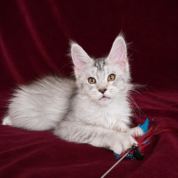 Maine Coon EZ Iverson