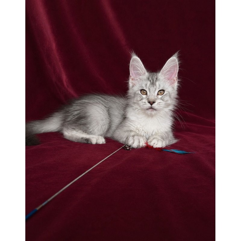 Maine Coon EZ Iverson