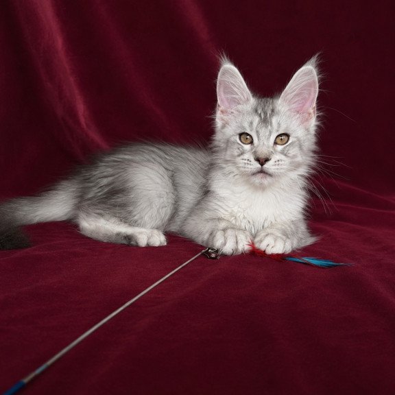 Maine Coon EZ Iverson