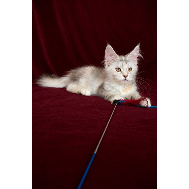 Maine Coon EZ Ise Lilly