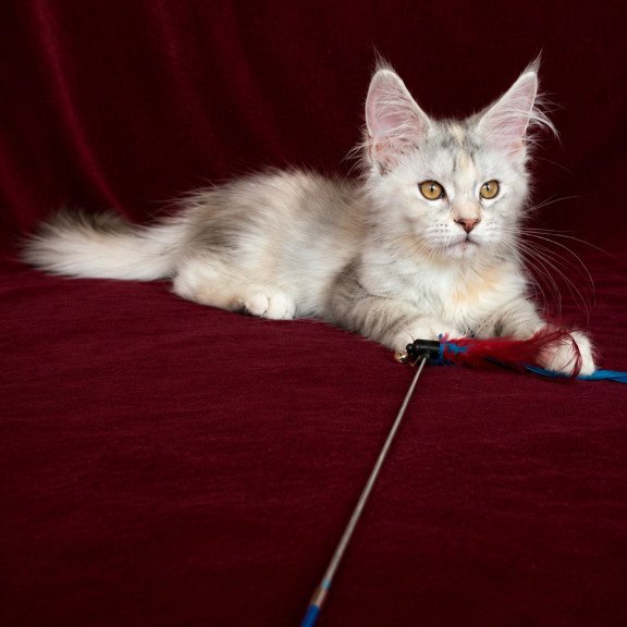 Maine Coon EZ Ise Lilly