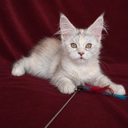 Maine Coon EZ Ise Lilly