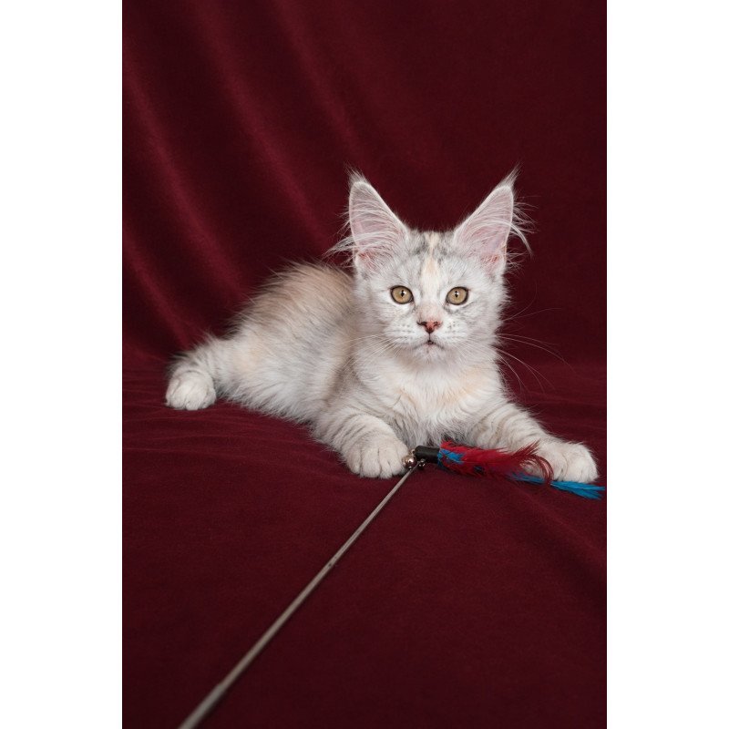 Maine Coon EZ Ise Lilly