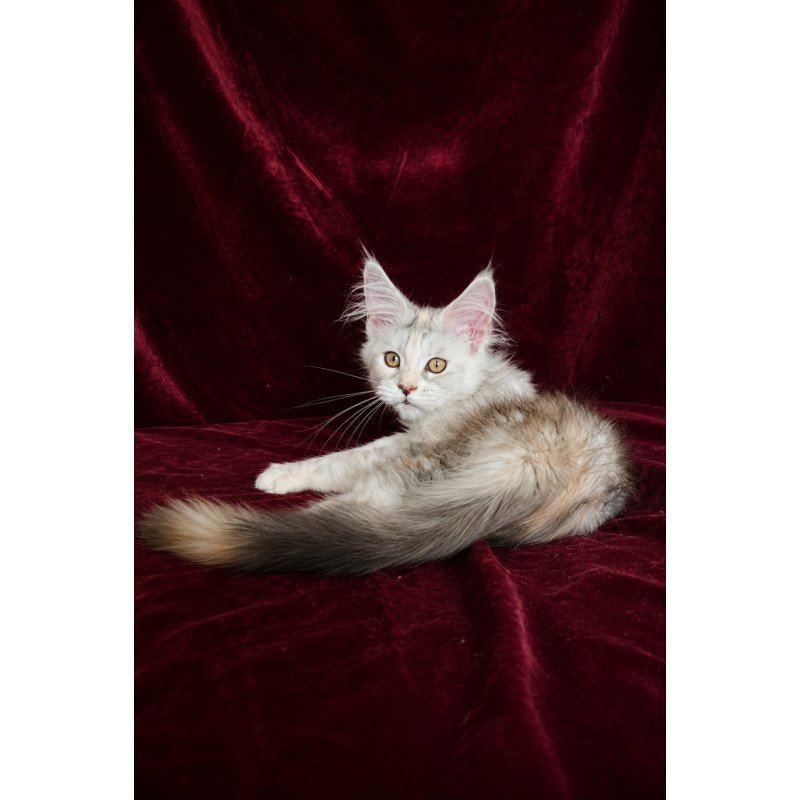 Maine Coon EZ Ise Lilly