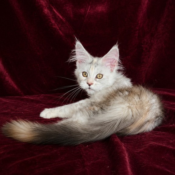 Maine Coon EZ Ise Lilly