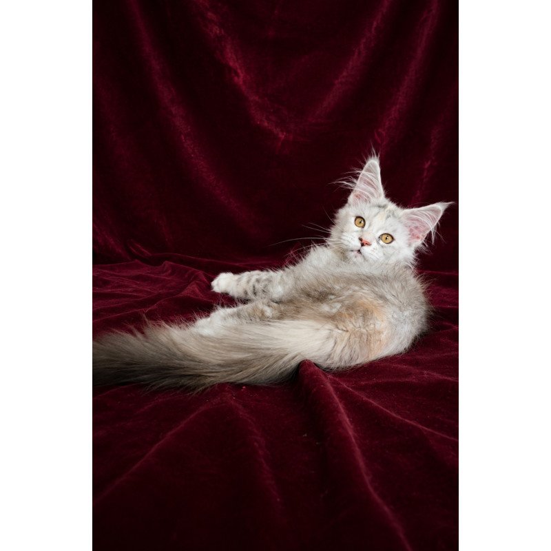 Maine Coon EZ Ise Lilly