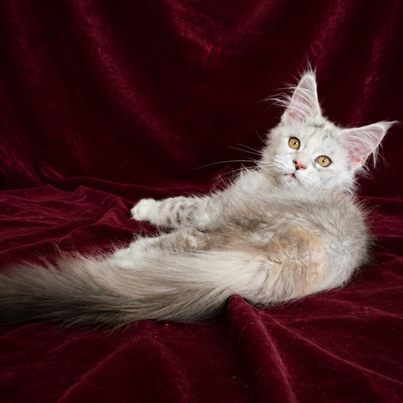 Maine Coon EZ Ise Lilly