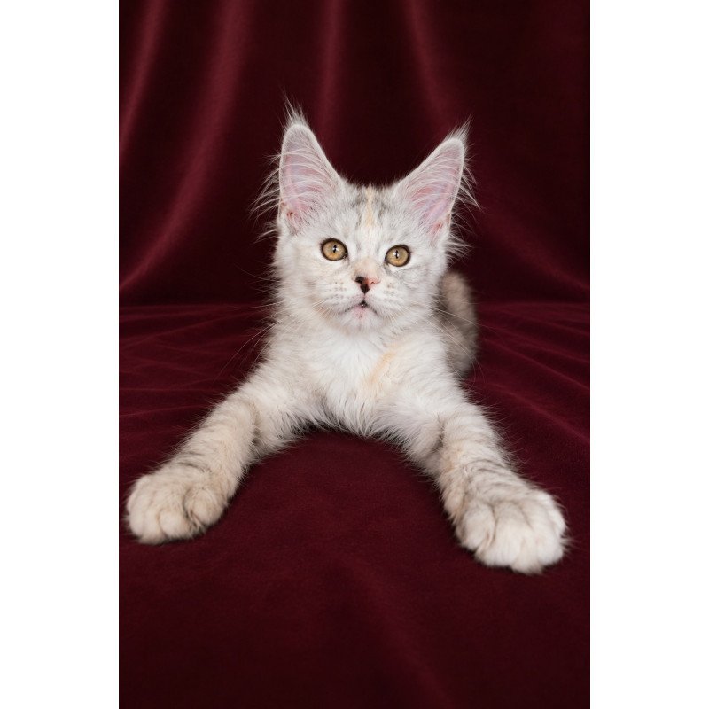Maine Coon EZ Ise Lilly