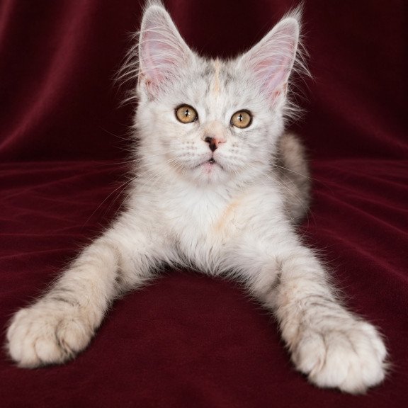Maine Coon EZ Ise Lilly