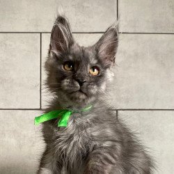 Maine Coon EZ Ural