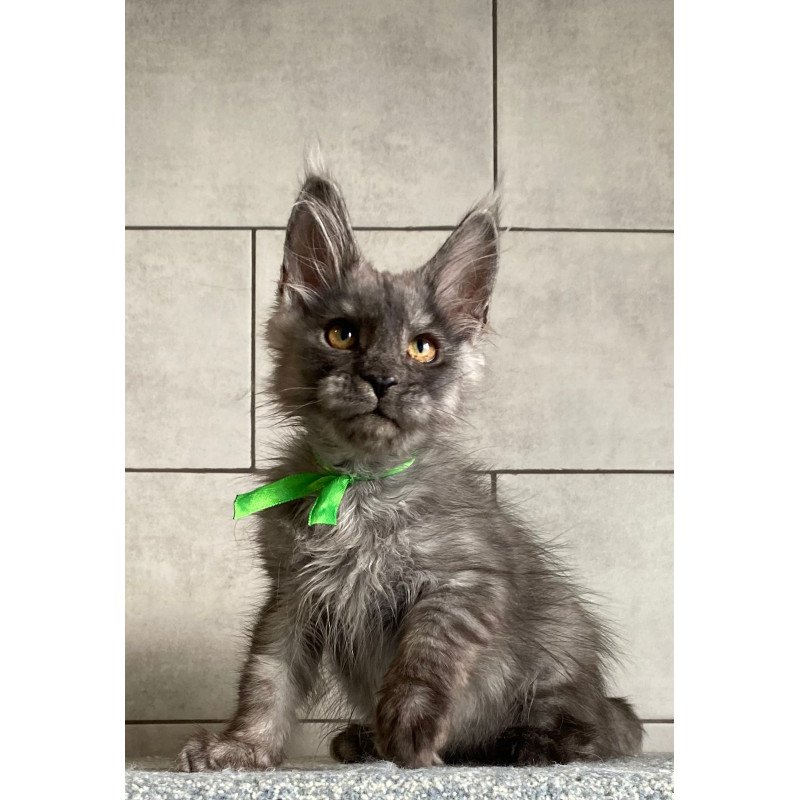 Maine Coon EZ Ural