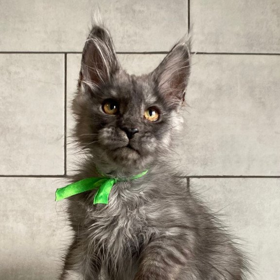Maine Coon EZ Ural