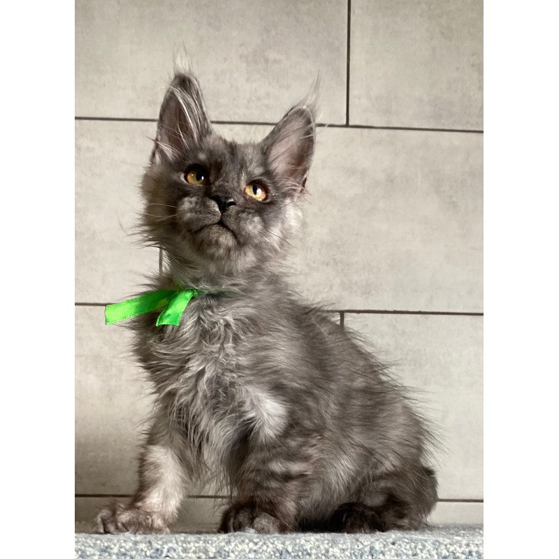 Maine Coon EZ Ural