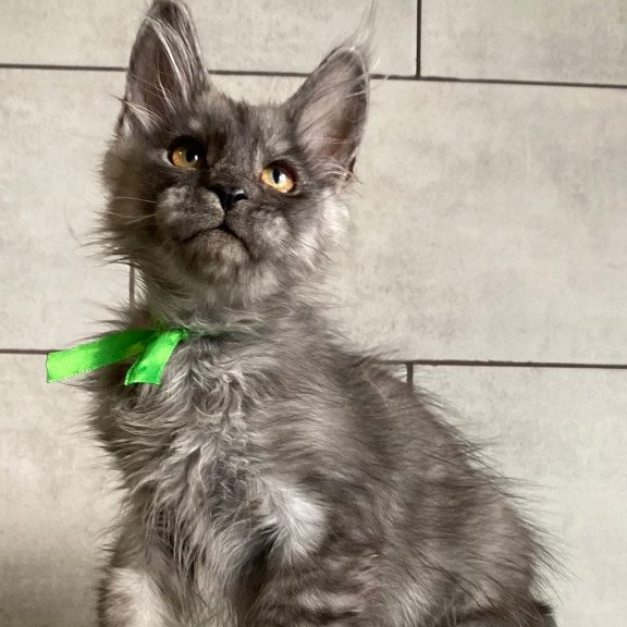 Maine Coon EZ Ural