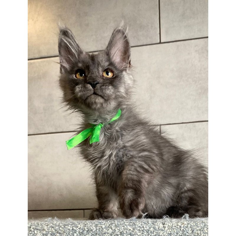 Maine Coon EZ Ural