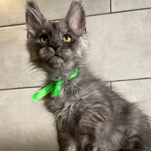 Maine Coon EZ Ural