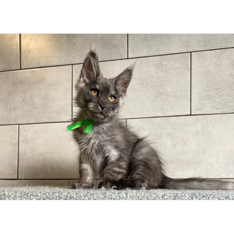 Maine Coon EZ Ural