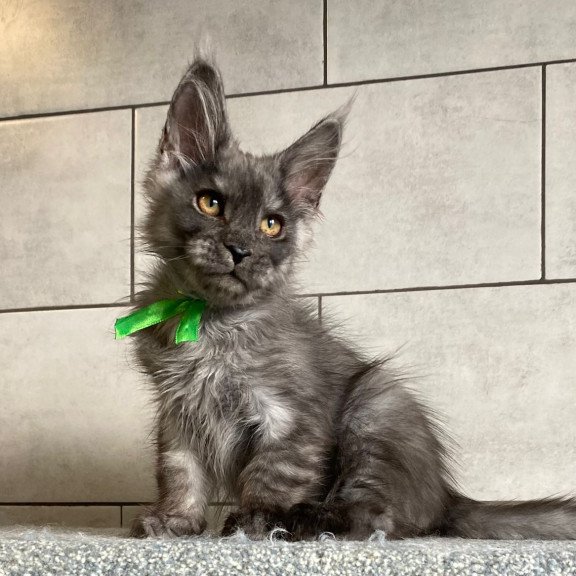 Maine Coon EZ Ural