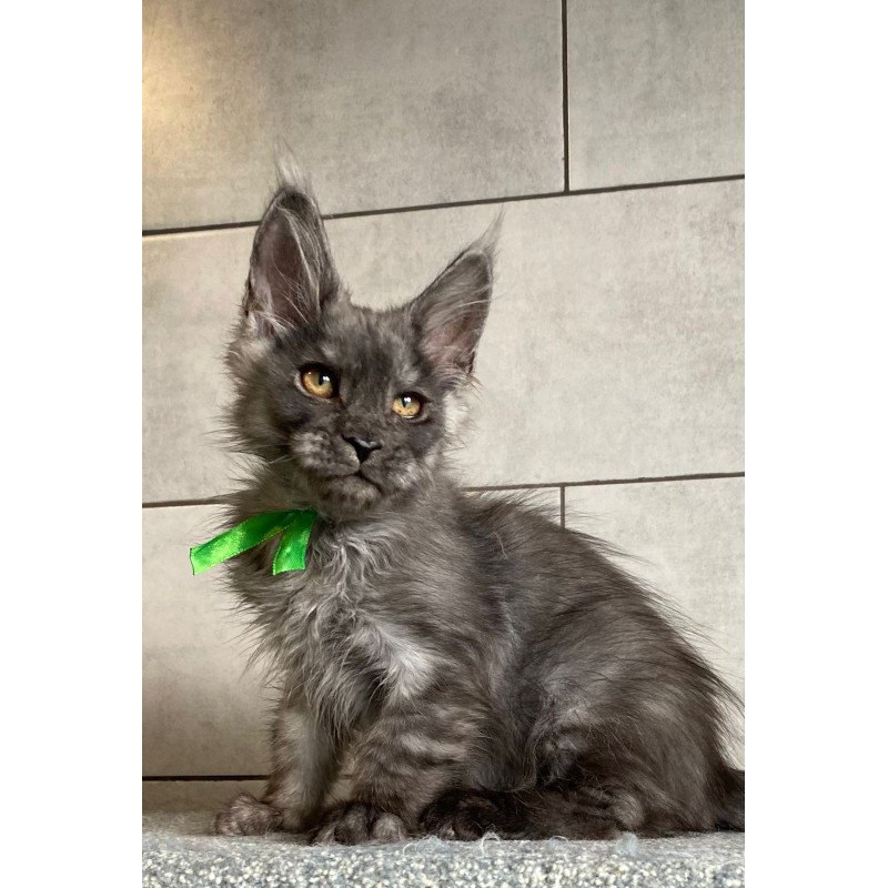 Maine Coon EZ Ural