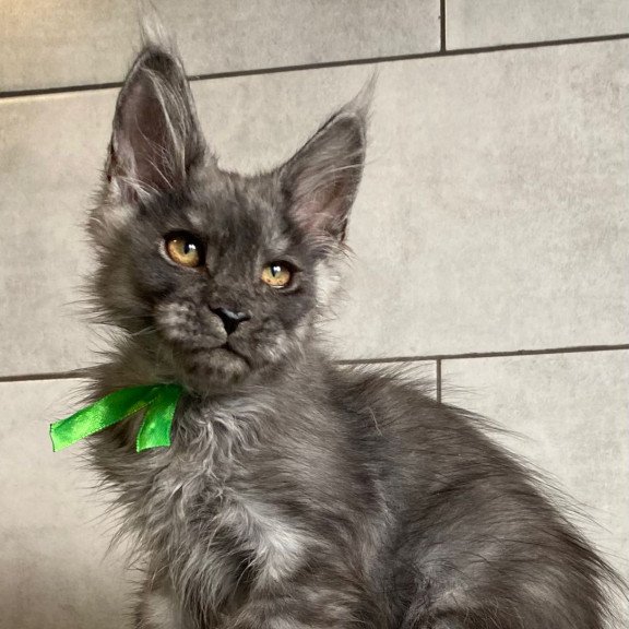 Maine Coon EZ Ural