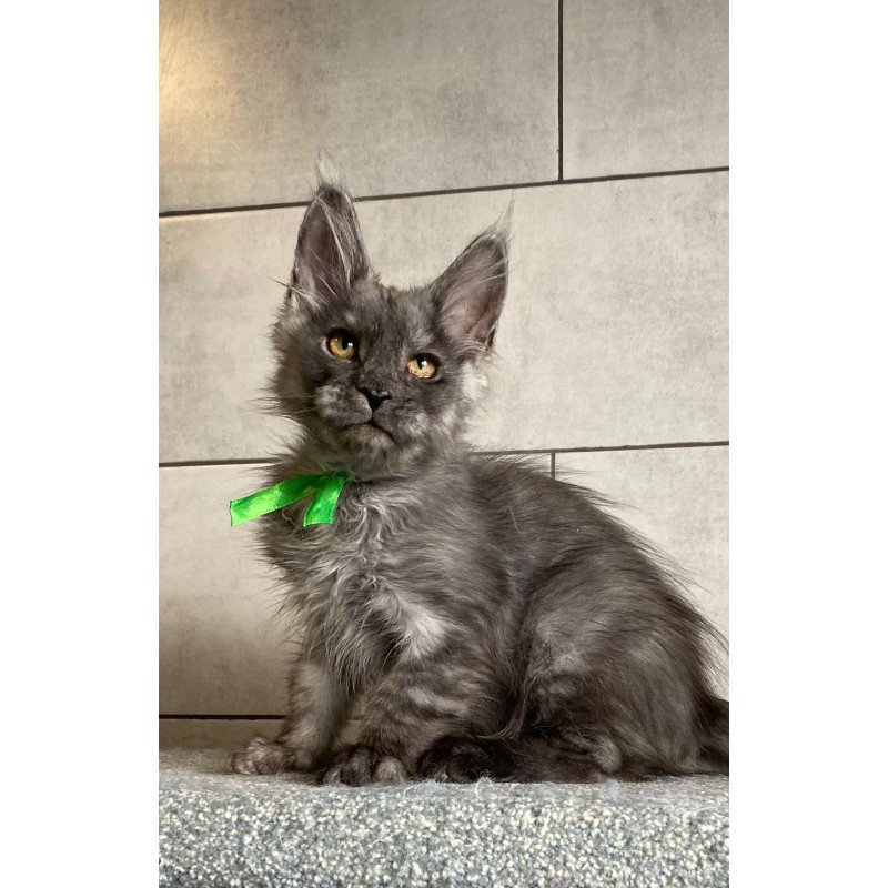 Maine Coon EZ Ural