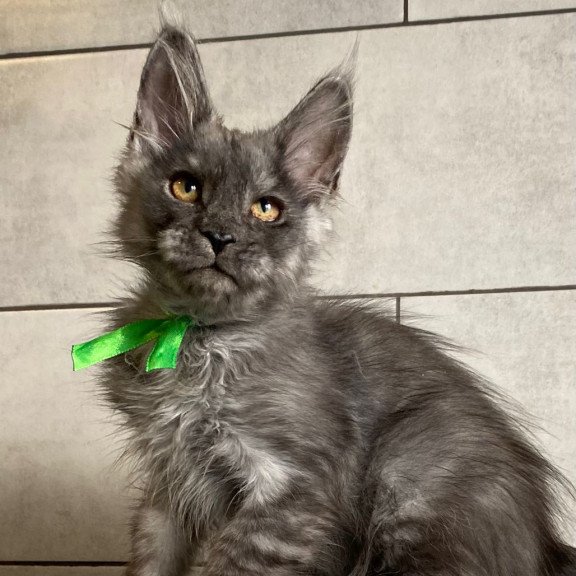 Maine Coon EZ Ural