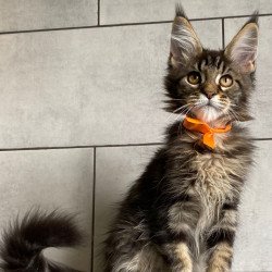 Maine Coon EZ Toratau