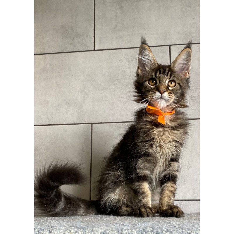 Maine Coon EZ Toratau