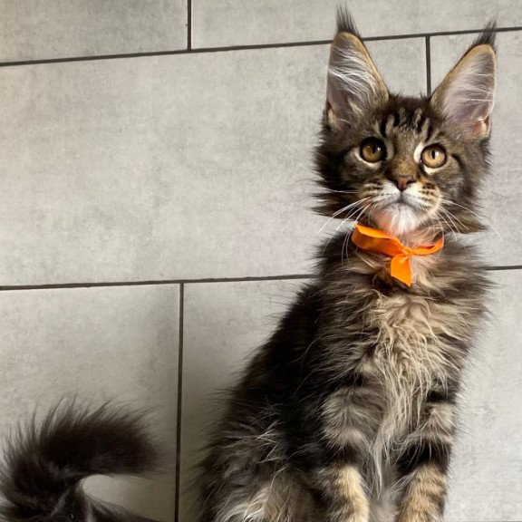 Maine Coon EZ Toratau