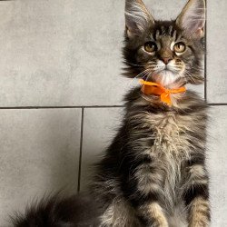 Maine Coon EZ Toratau
