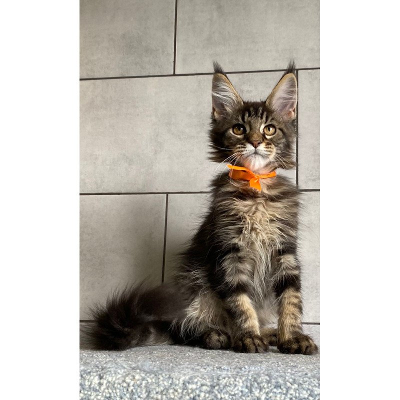 Maine Coon EZ Toratau