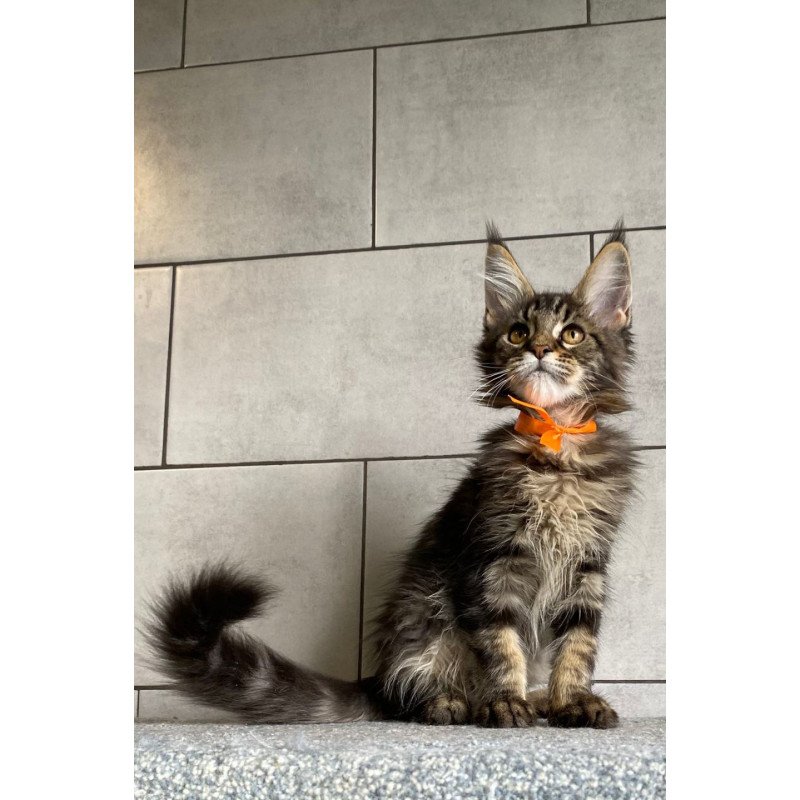 Maine Coon EZ Toratau