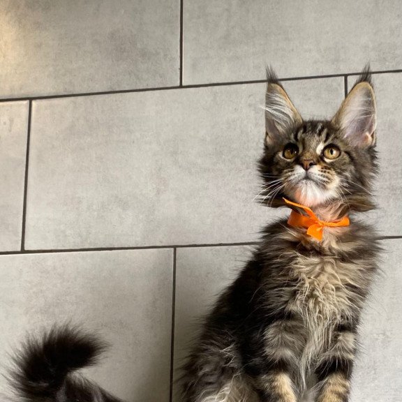 Maine Coon EZ Toratau