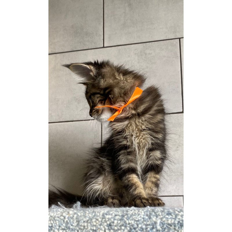 Maine Coon EZ Toratau