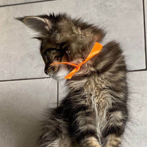 Maine Coon EZ Toratau