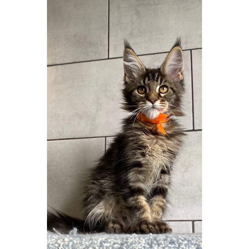 Maine Coon EZ Toratau