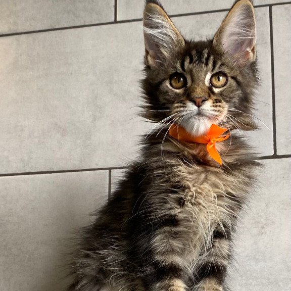Maine Coon EZ Toratau
