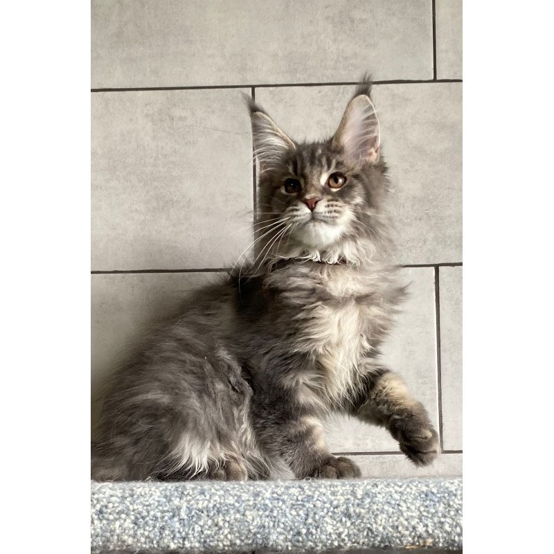 Maine Coon EZ Tolyatti